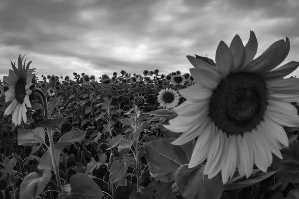 Fotosafari-Sonnenblumenfeld in Neuenhagen, ein Zufallsfund auf Motorradtour