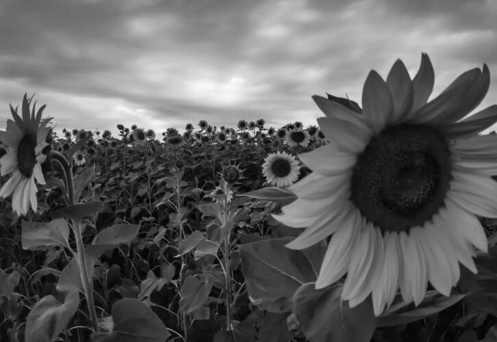 Fotosafari-Sonnenblumenfeld in Neuenhagen, ein Zufallsfund auf Motorradtour