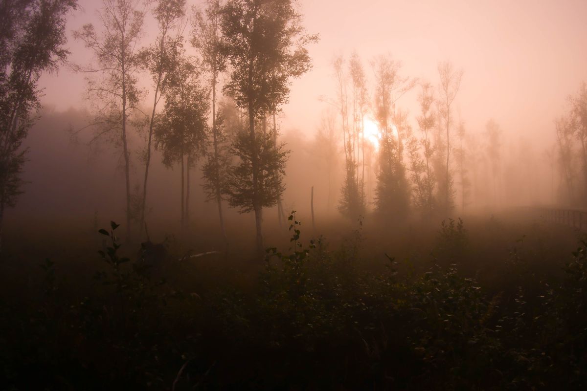 Fotosafari – Köpenick im Nebel