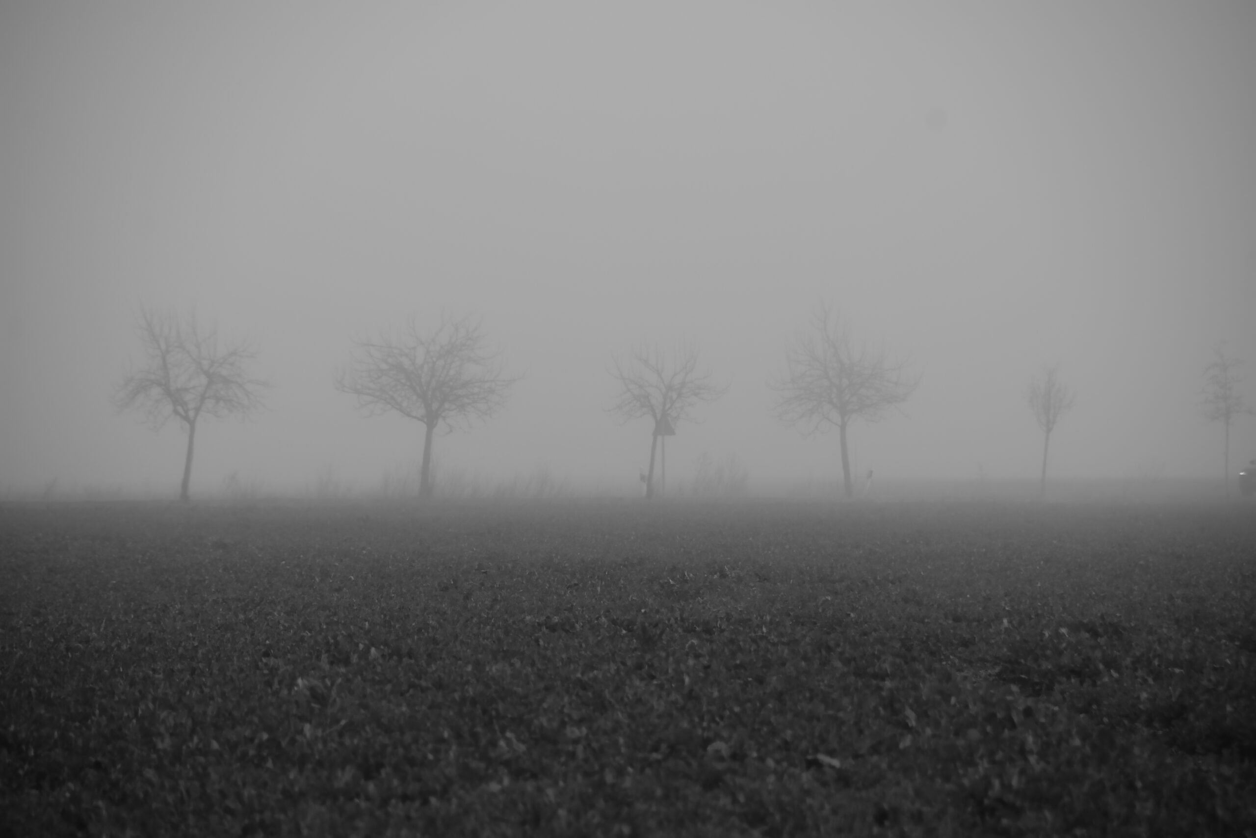 DSC_5255