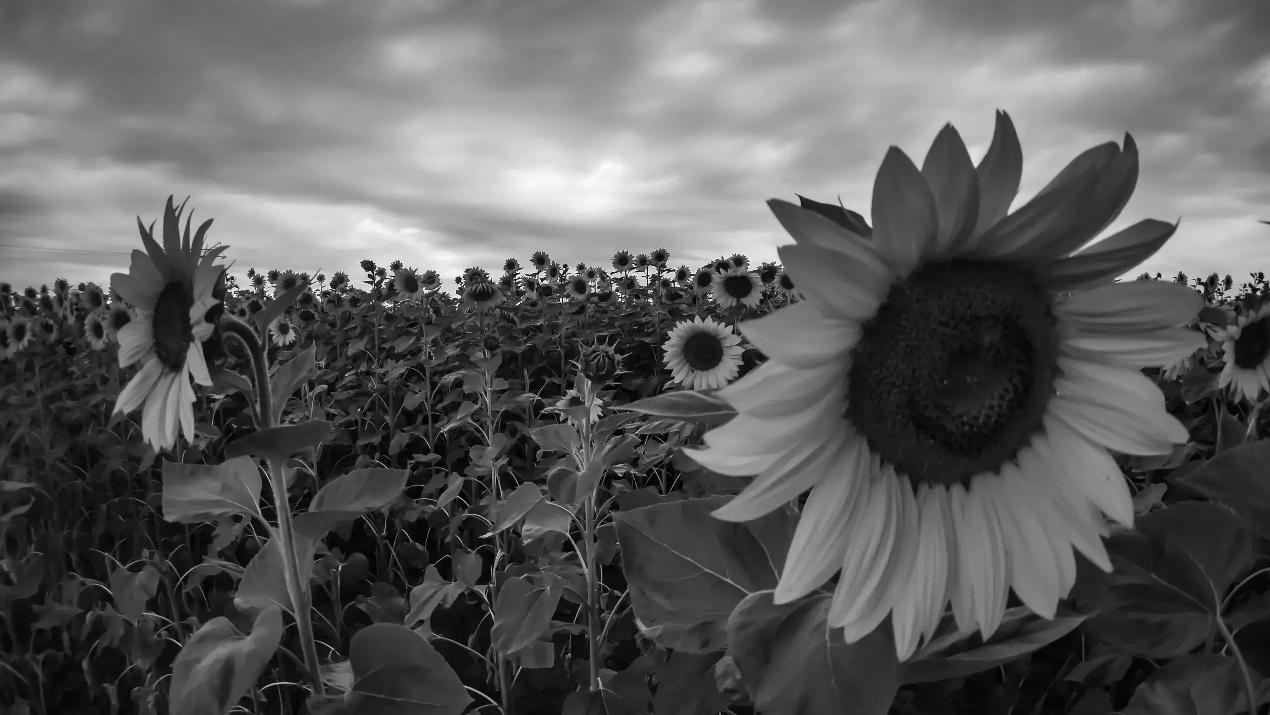 Eine Sonnenblume in einem Sonnenblumenfeld