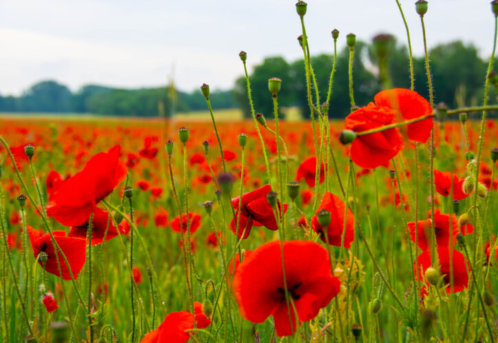 Blumen und Pflanzen: Die lebendige Vielfalt der Natur