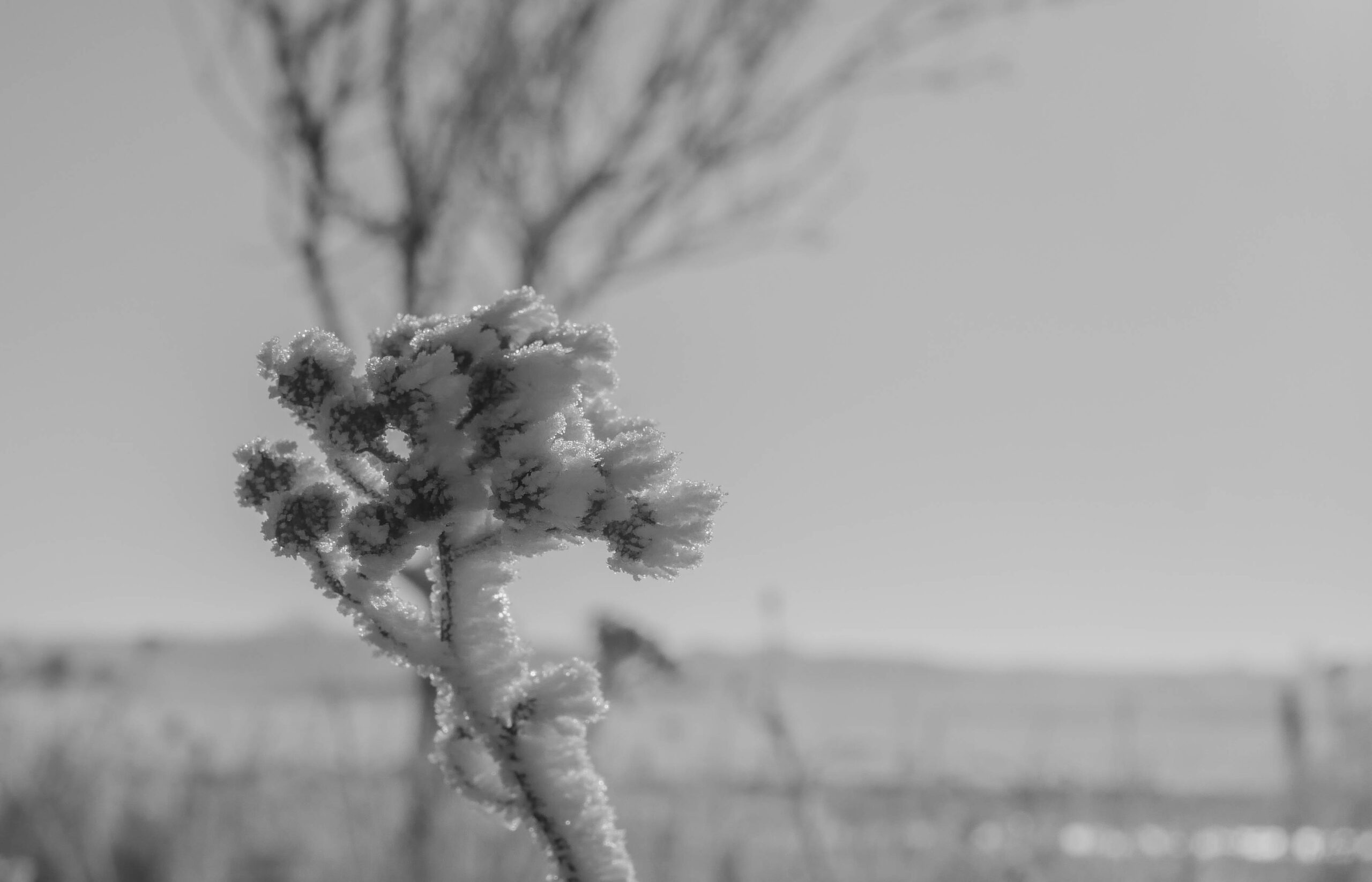 Entdecken Sie die Schönheit des Winters und die Faszination verschneiter Landschaften. Ein inspirierender Beitrag über die Stille, die Ästhetik und die Magie der kalten Jahreszeit.
